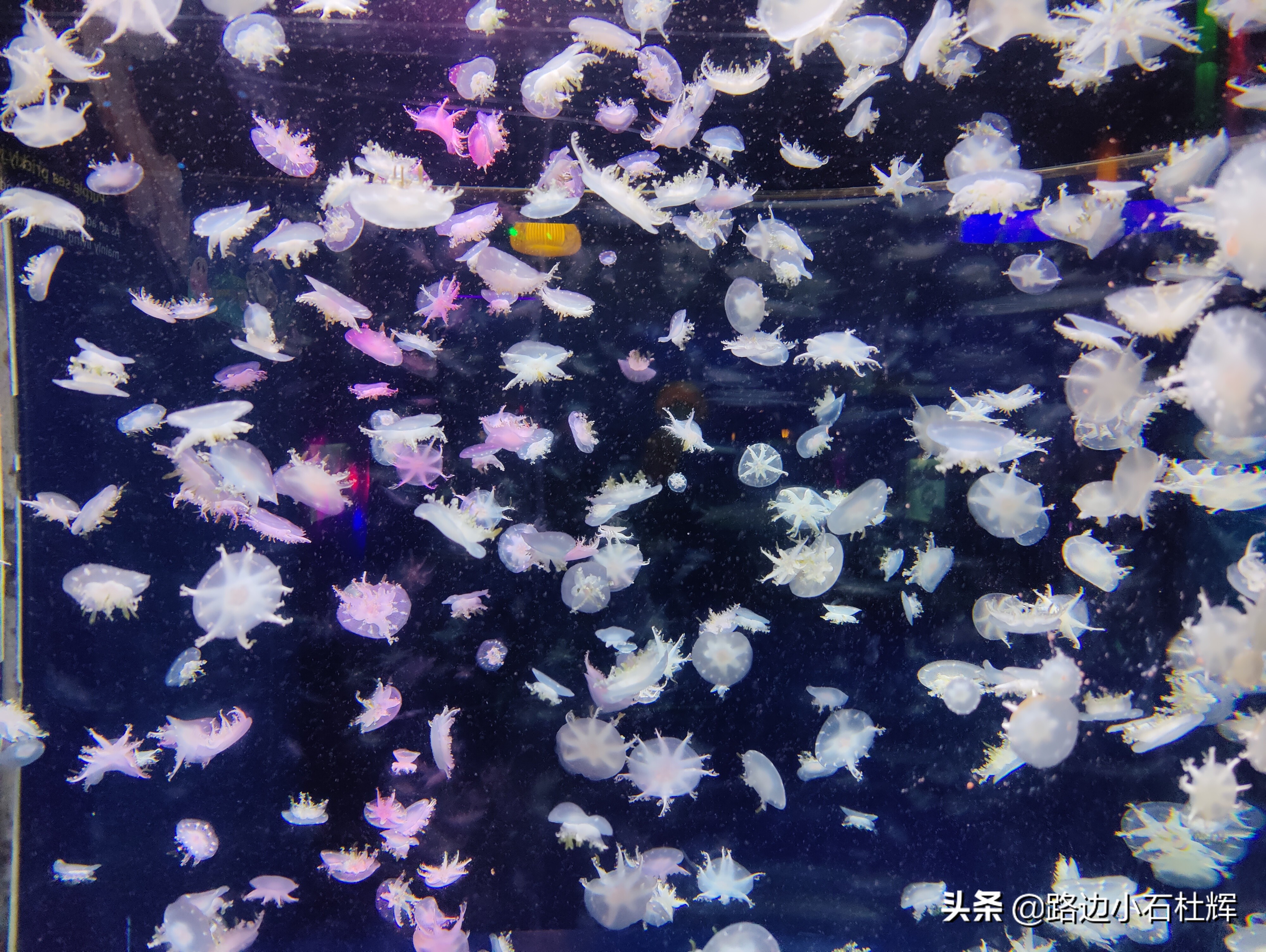 北京海洋馆旅游详细攻略,海洋馆北京海底世界游玩路线