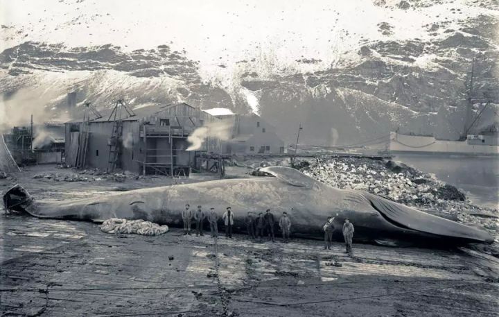 蓝鲸的进化史是什么,脆弱的巨人蓝鲸