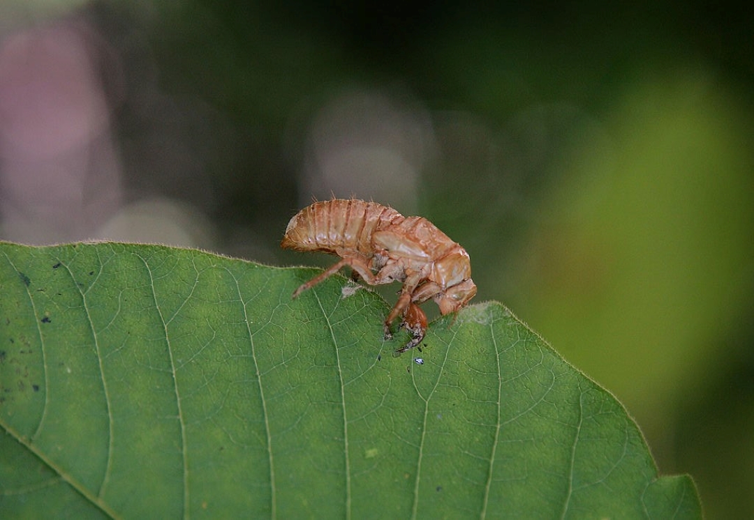 蝉发出的高音，比除夕夜鞭炮声还大，相当于波音747从身边飞过