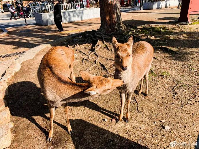 「中国锦鲤女孩」1元*局骗**背后，那些人设崩塌的中奖者