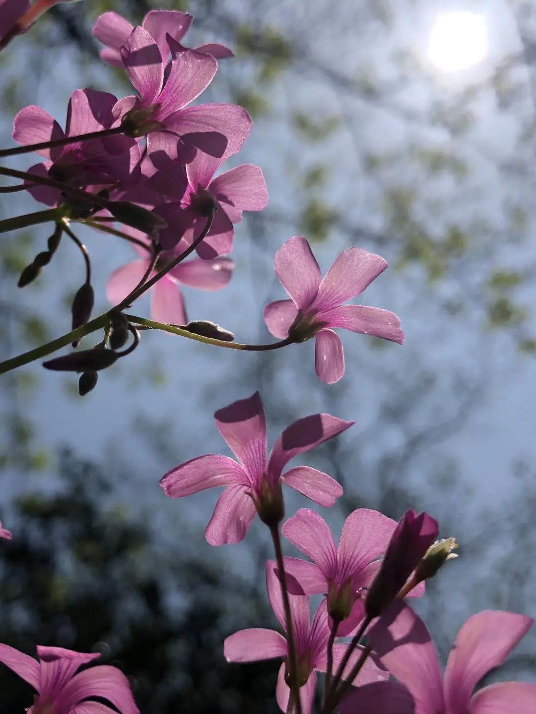欣赏西湖的全景太美了,西湖美景实在美怎么也看不够