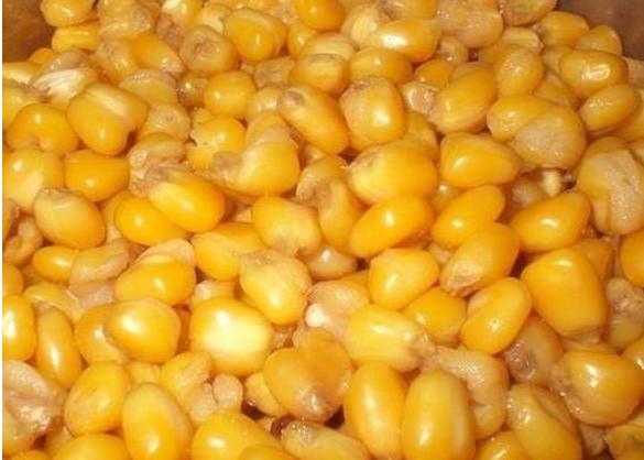 鲤鱼最爱吃什么食物,野生鲤鱼吃什么自然食物