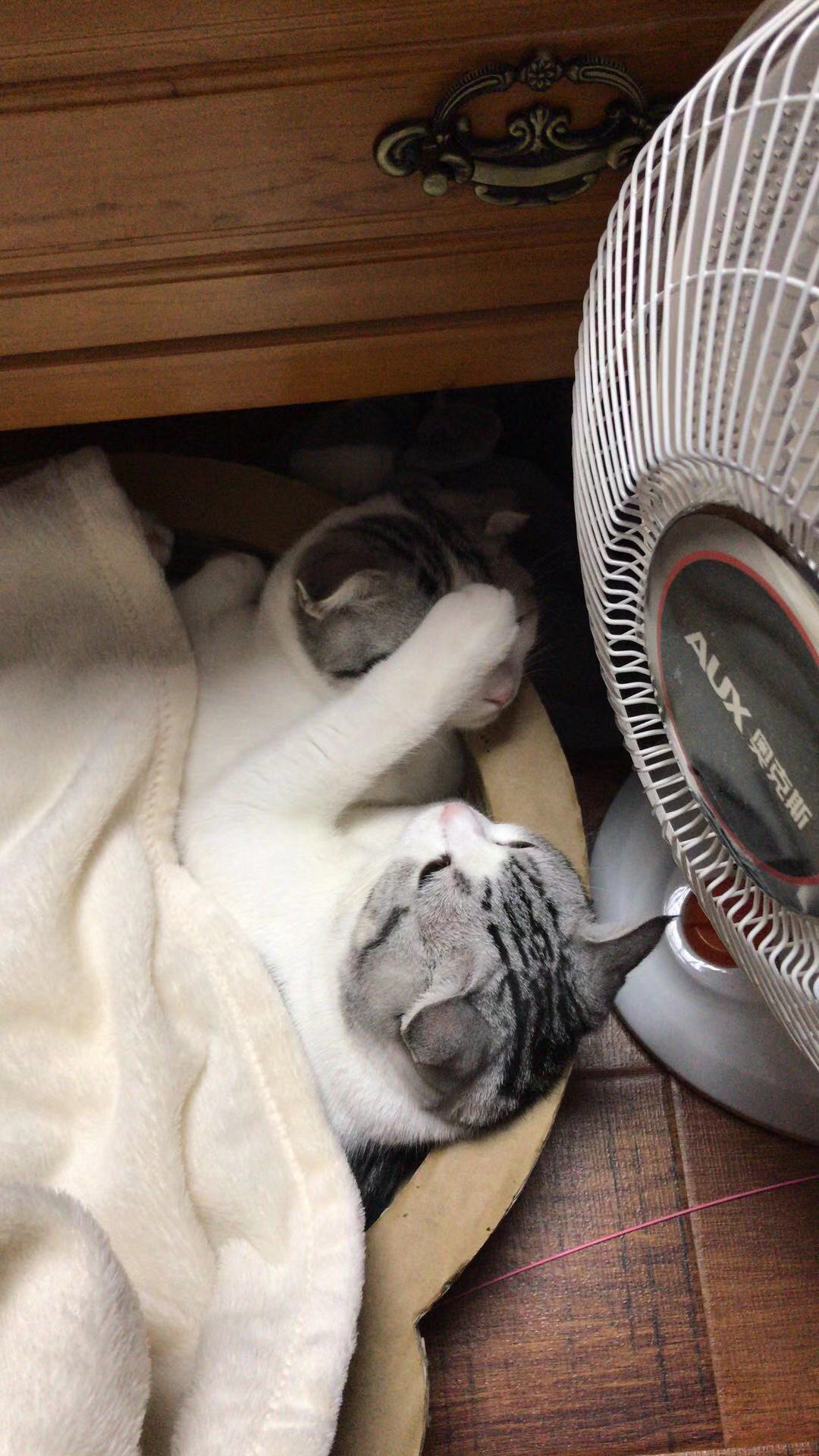 第一次养猫给猫洗澡的注意事项,养猫攻略之如何给猫咪洗澡