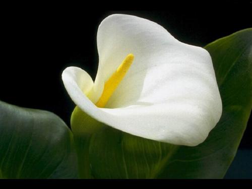 马蹄莲种球春天栽培可以开花吗,如何栽培马蹄莲