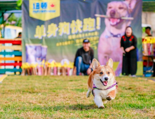 单身汪的逆袭,单身汪实力