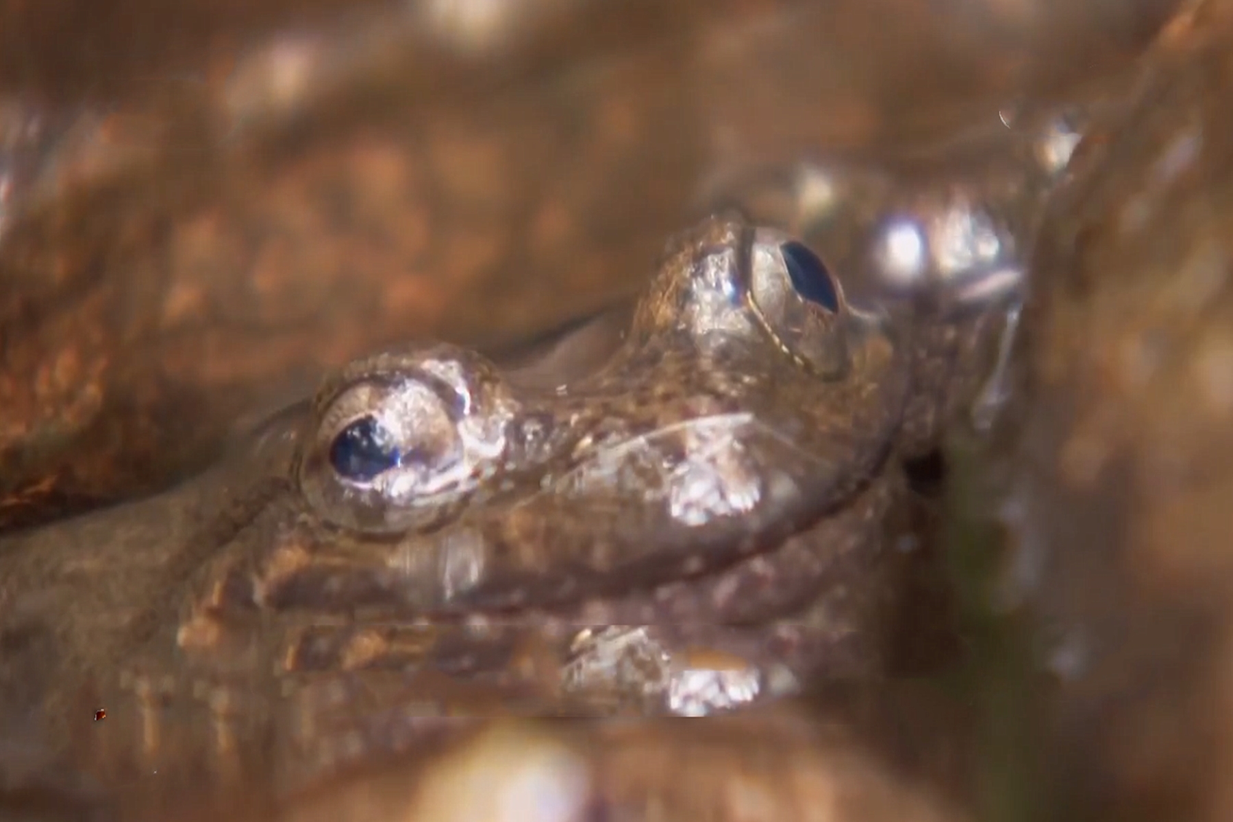 四川小伙被蛇咬在家休养赚3000万,男子被蛇咬后终身残疾