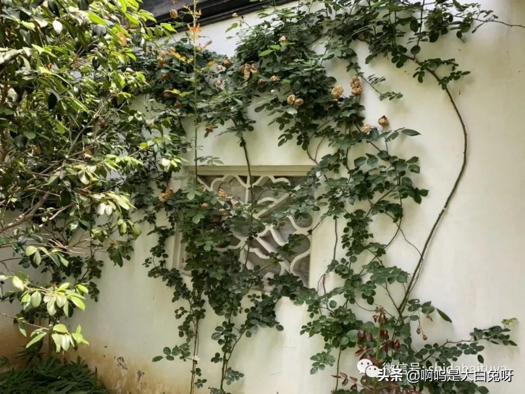 苏州一日游团队攻略,200元苏州一日游