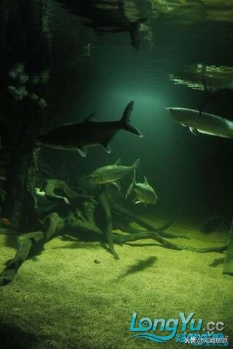 混养养殖大杂烩,鱼多种混养