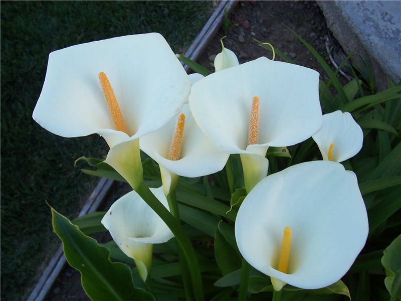 马蹄莲夏季怎么养才能开花快,马蹄莲怎样养才能爆花