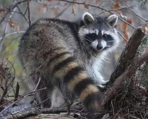 动画片里的那些猫原型都是啥,盘点动画片里的动物猫的原型