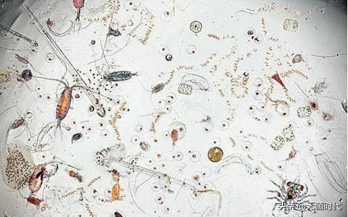 真菌与细菌细胞病毒区别,细菌病毒真菌微生物哪个厉害