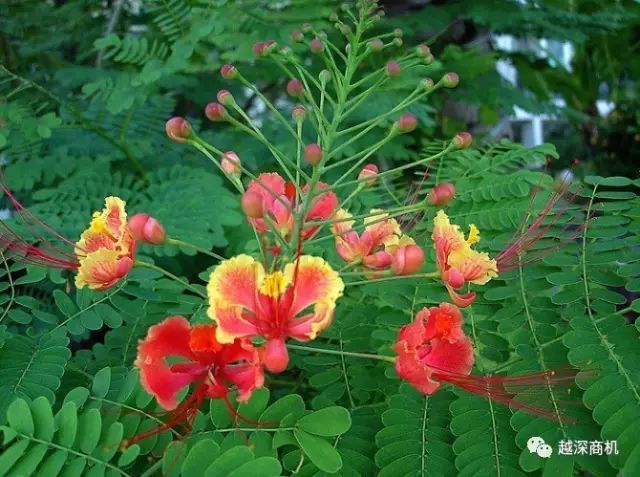 中国各大城市市花介绍,全国56市市花太美了的视频