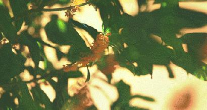 重阳游安徽，这几个登高处，今年美出了新高度