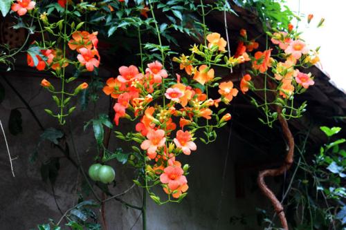 路边绿化常见花草图片及名称,63种路边常见却叫不上名的花草