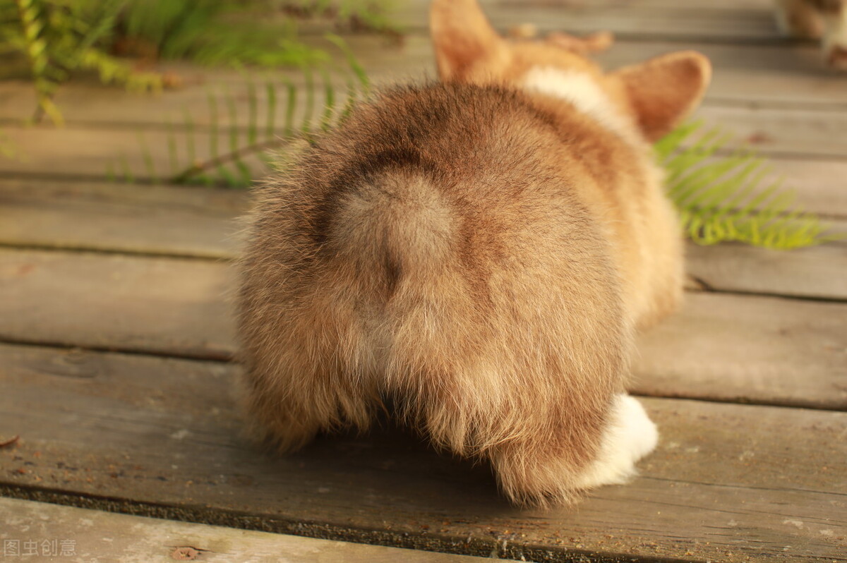 三个月柯基幼犬的喂养方法,柯基和柴犬怎么喂养啊视频