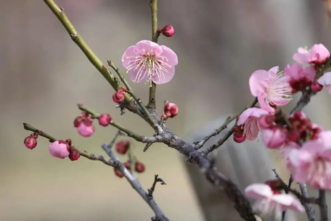 拍梅花技术的技巧和方法,拍梅花的最佳方法