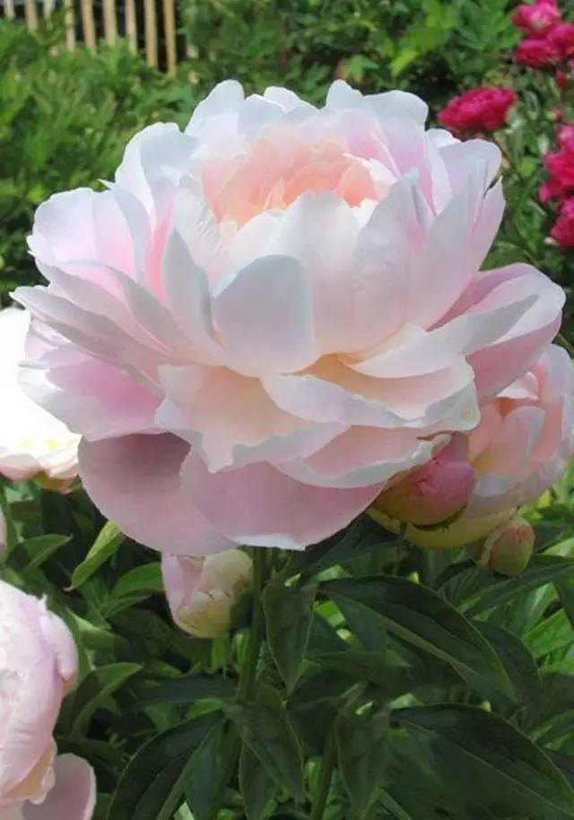 最美牡丹花与诗,牡丹最美诗词