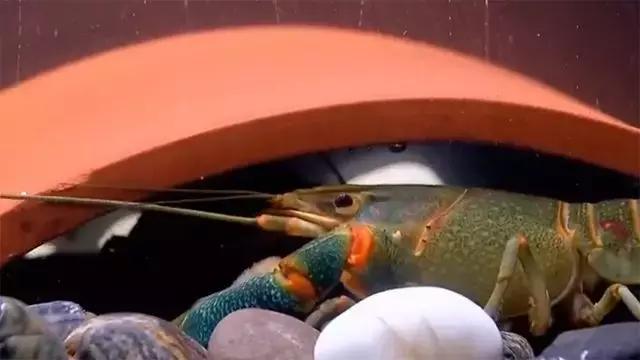 水泥池养龙虾有假的吗,龙虾水泥池养殖方法图解