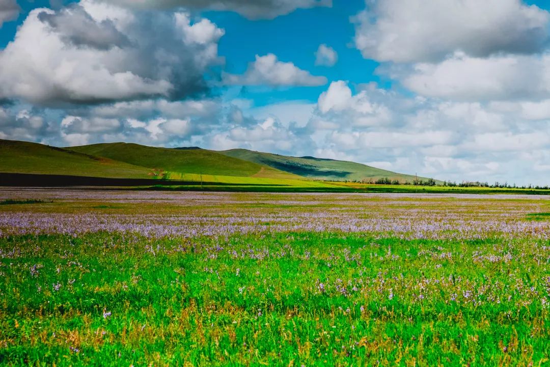 呼伦贝尔感受大自然的美好,呼伦贝尔终生难忘的草原