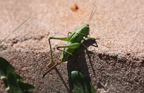 二十四节气小暑绘画教程,二十四节气小暑至盛夏始