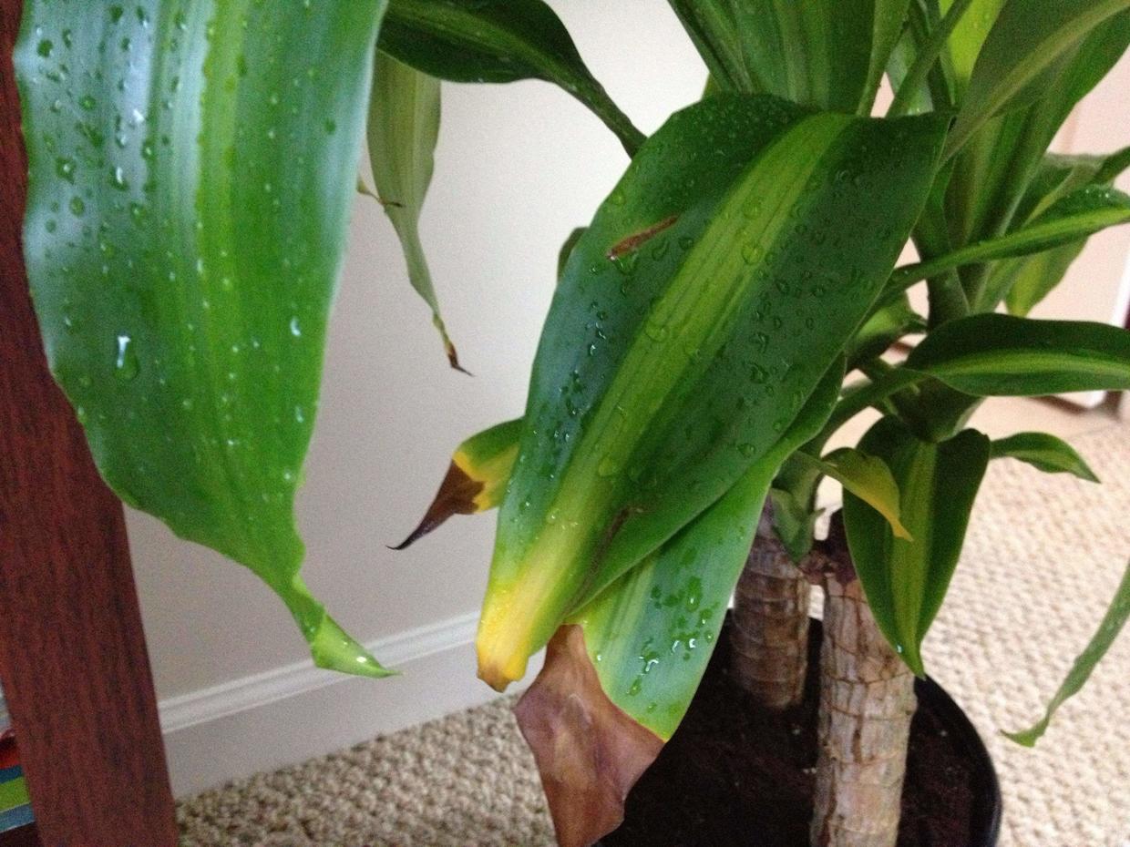 巴西木怎样才能养得茂盛,巴西木多长芽的方法