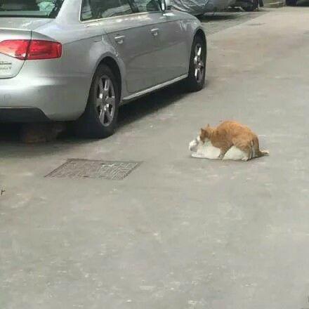 没人再唱舔狗情歌了，可这个世界也更无聊了