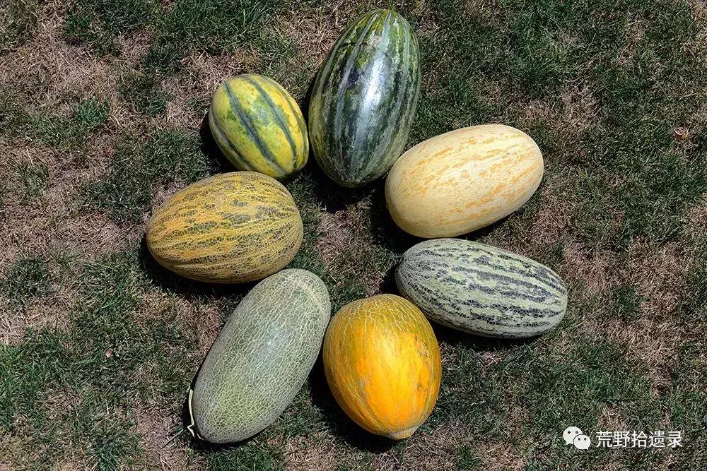 四川适合种植哈密瓜甜瓜品种,甜瓜种植技术新疆哈密瓜
