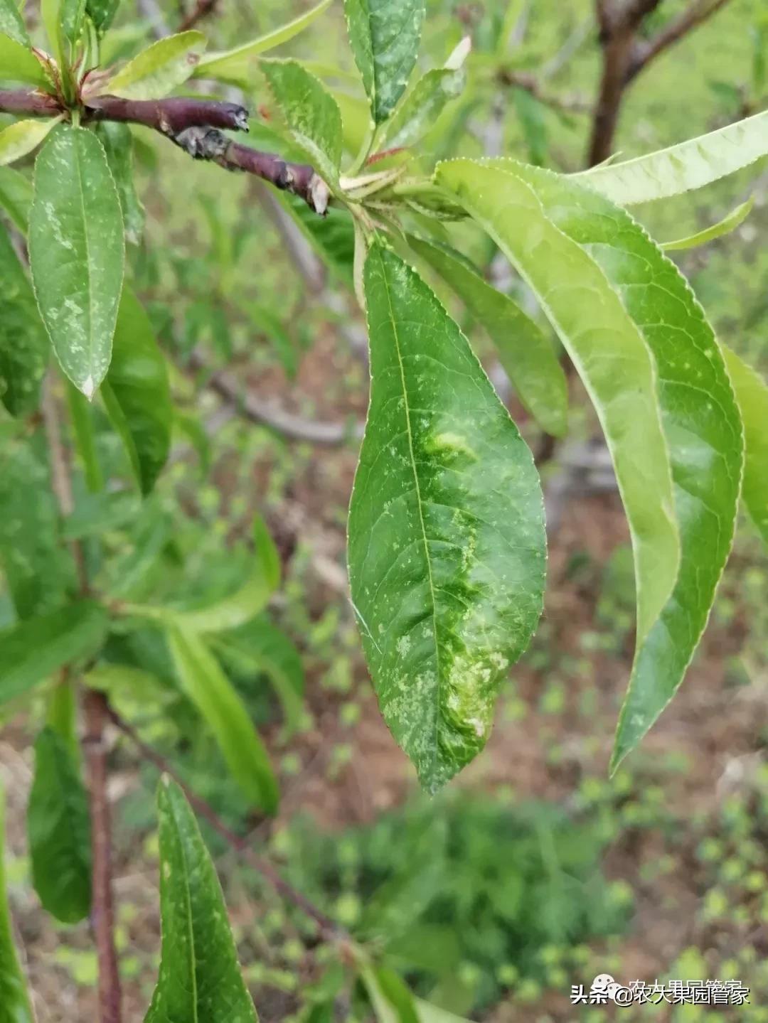 绿叶蝉危害图片,小叶蝉危害