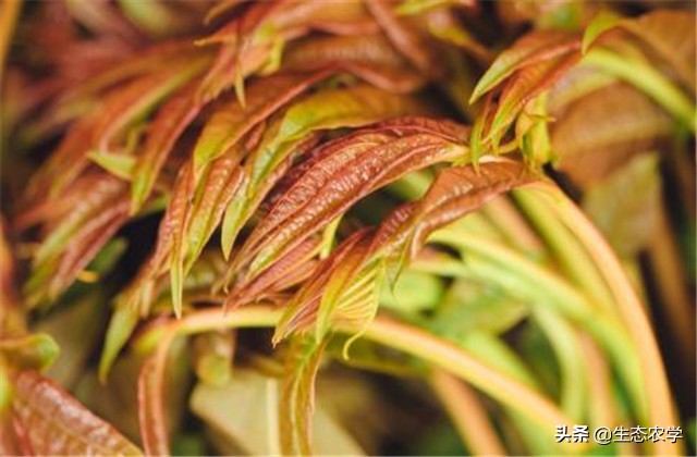 绿香椿红香椿哪个更适合阳台种植,红香椿种植前景