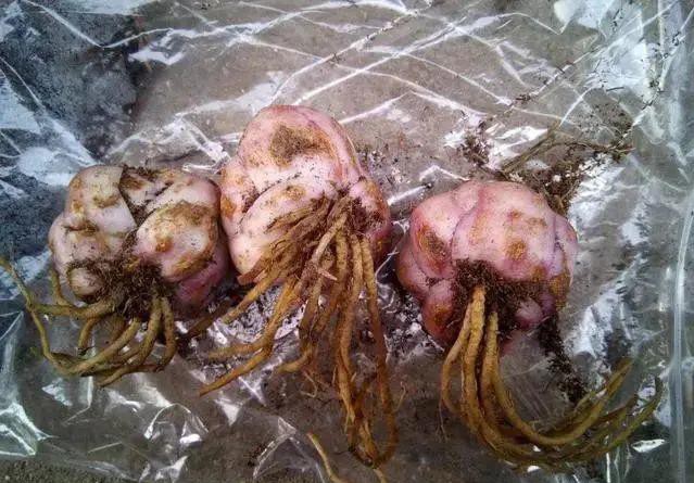 夏天种花不浇水的小窍门,哪十种花夏季少浇水