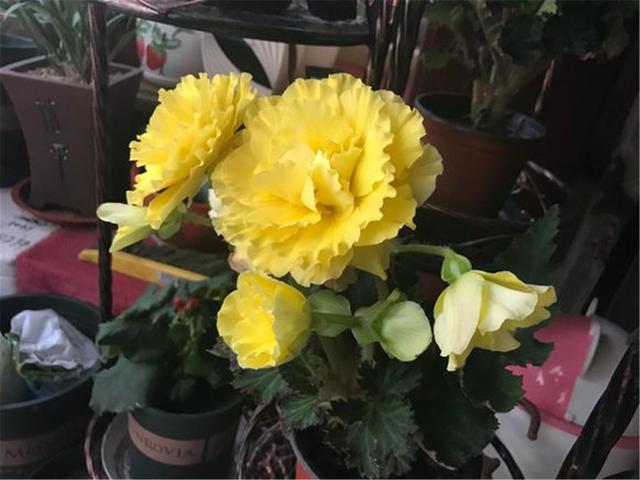 丽格海棠花谢后还能接着开花吗,丽格海棠光长新芽不开花是为什么