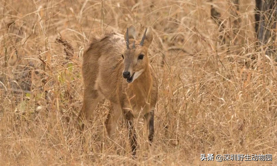 牛科动物排名,牛科动物有哪些品种