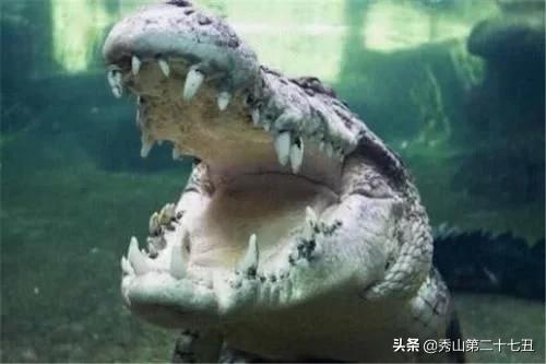 平头哥是不是世界上最凶猛的动物,世界十大凶猛动物平头哥