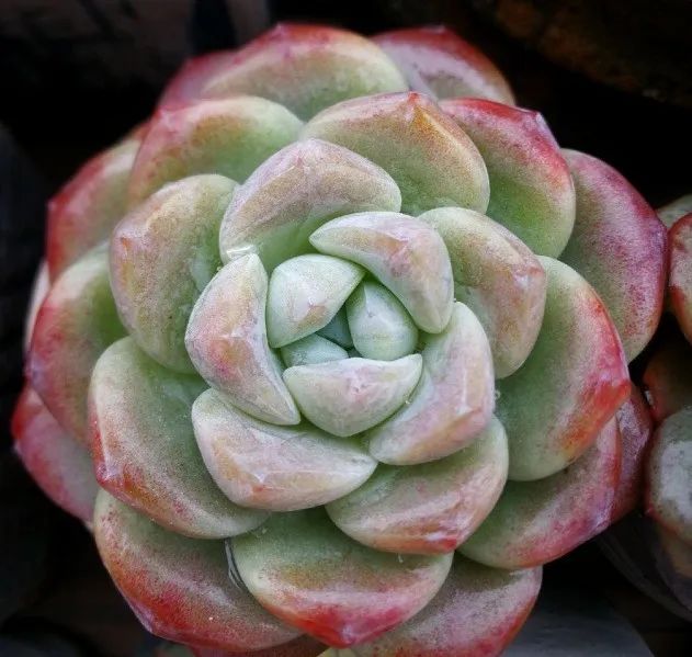 有暗纹的多肉有哪些,暗纹系多肉有哪些