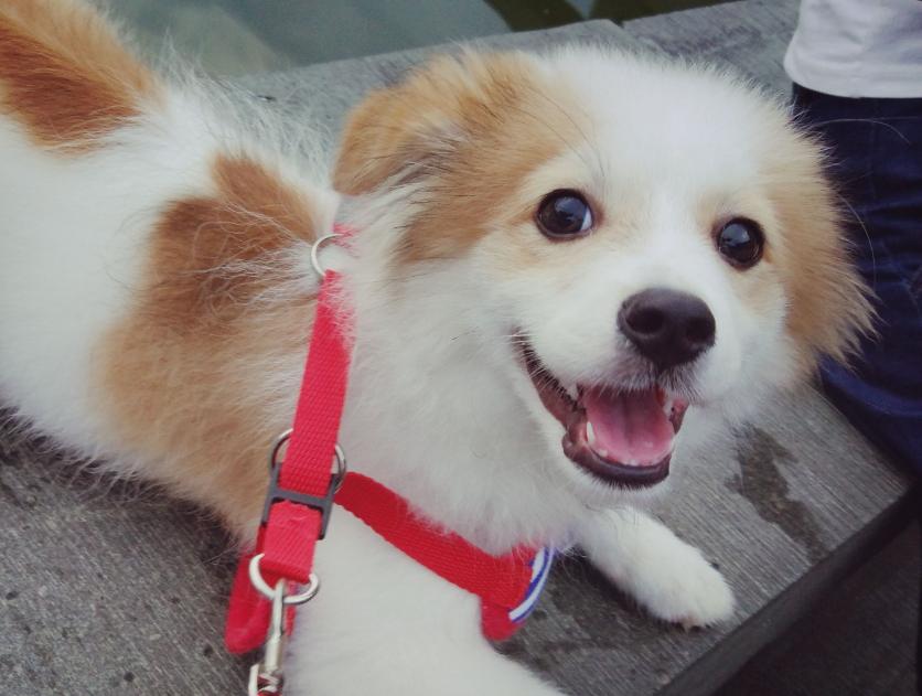 狗狗呕吐判断方法你知道几种,狗狗呕吐颜色分辨什么疾病