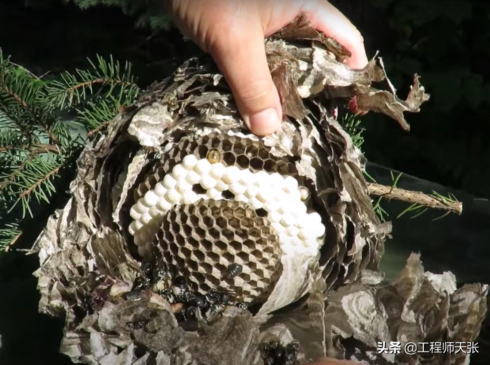 广西发现巨型马蜂,楼顶惊现巨型马蜂窝直径达半米