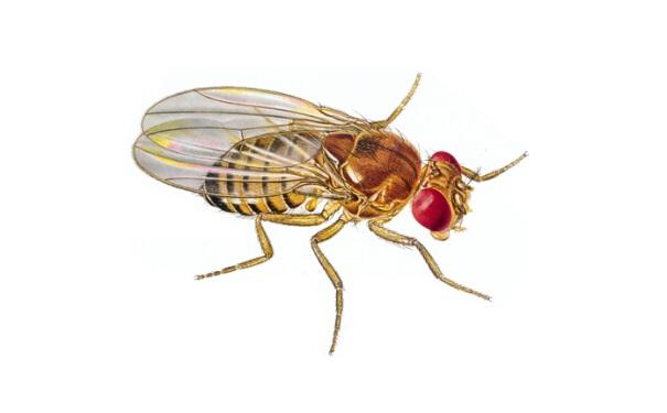 为啥桑葚杨梅里面的虫子特别多,杨梅荔枝泡出来的小虫子