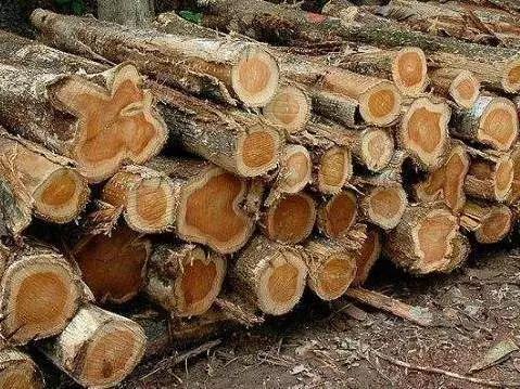 家具工厂原木怎样测量,木工建筑木材怎么识别