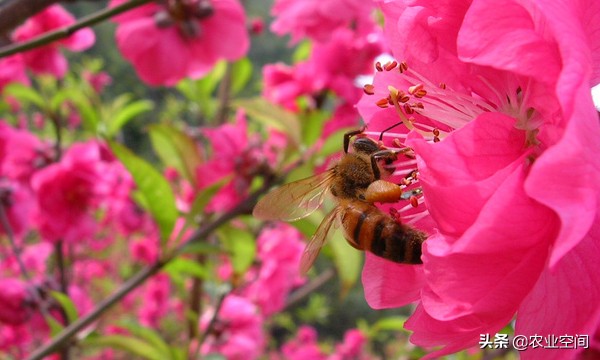蜜蜂养殖技术高产蜂蜜,蜜蜂养殖技术视频取蜂蜜