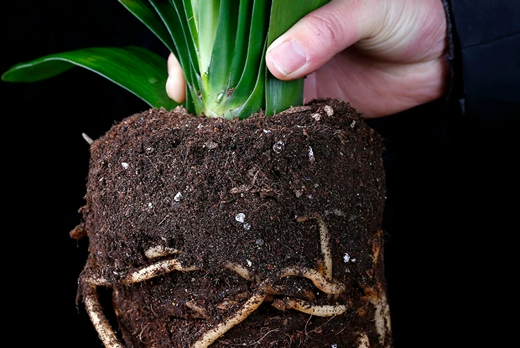 君子兰开花期间可以换盆吗,君子兰开花可以换盆浇透水吗