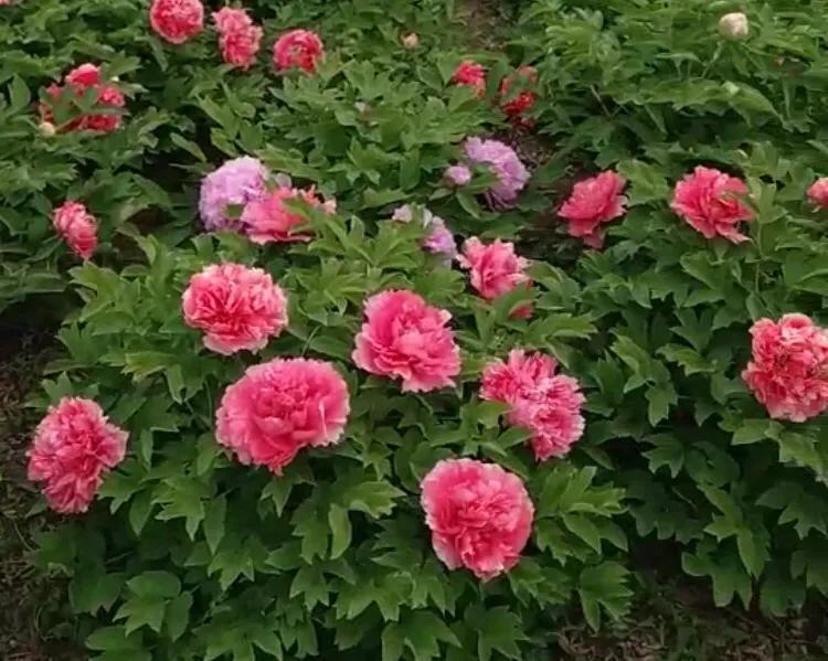 山东济宁方言土话大全,爸气十足一类的词语