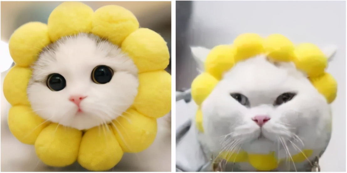 喂？110吗，我的钱都被猫咪骗走了