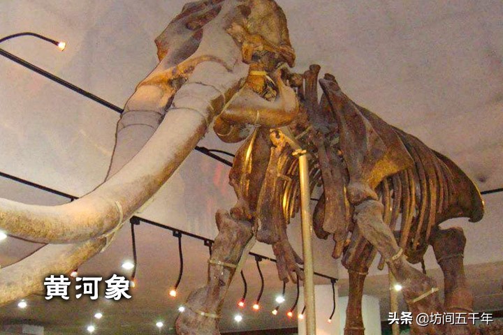 现存的史前大象有哪些,中国大象历史纪录