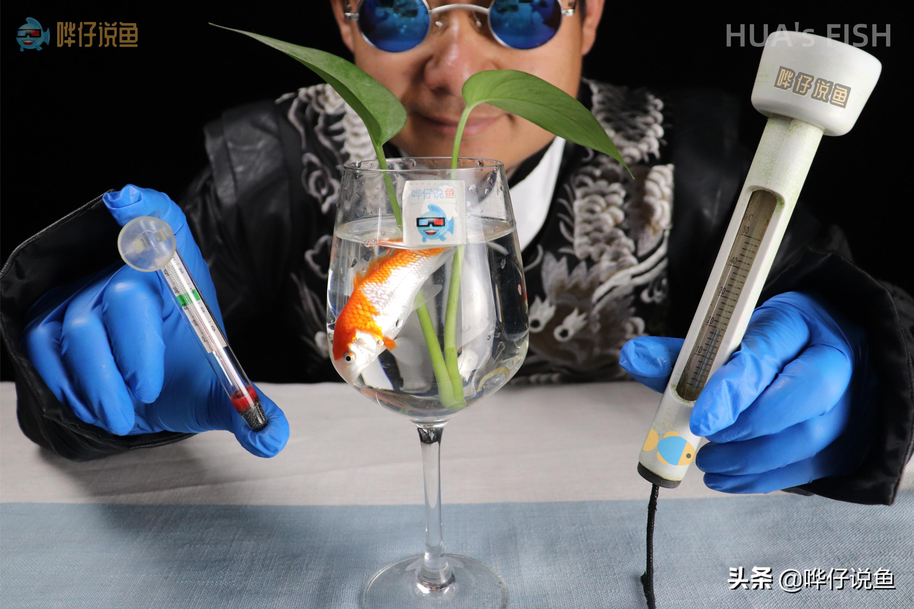 观赏鱼之怪现象：一条鱼有病，一缸鱼跟着一起吃药，闹着玩儿呢？