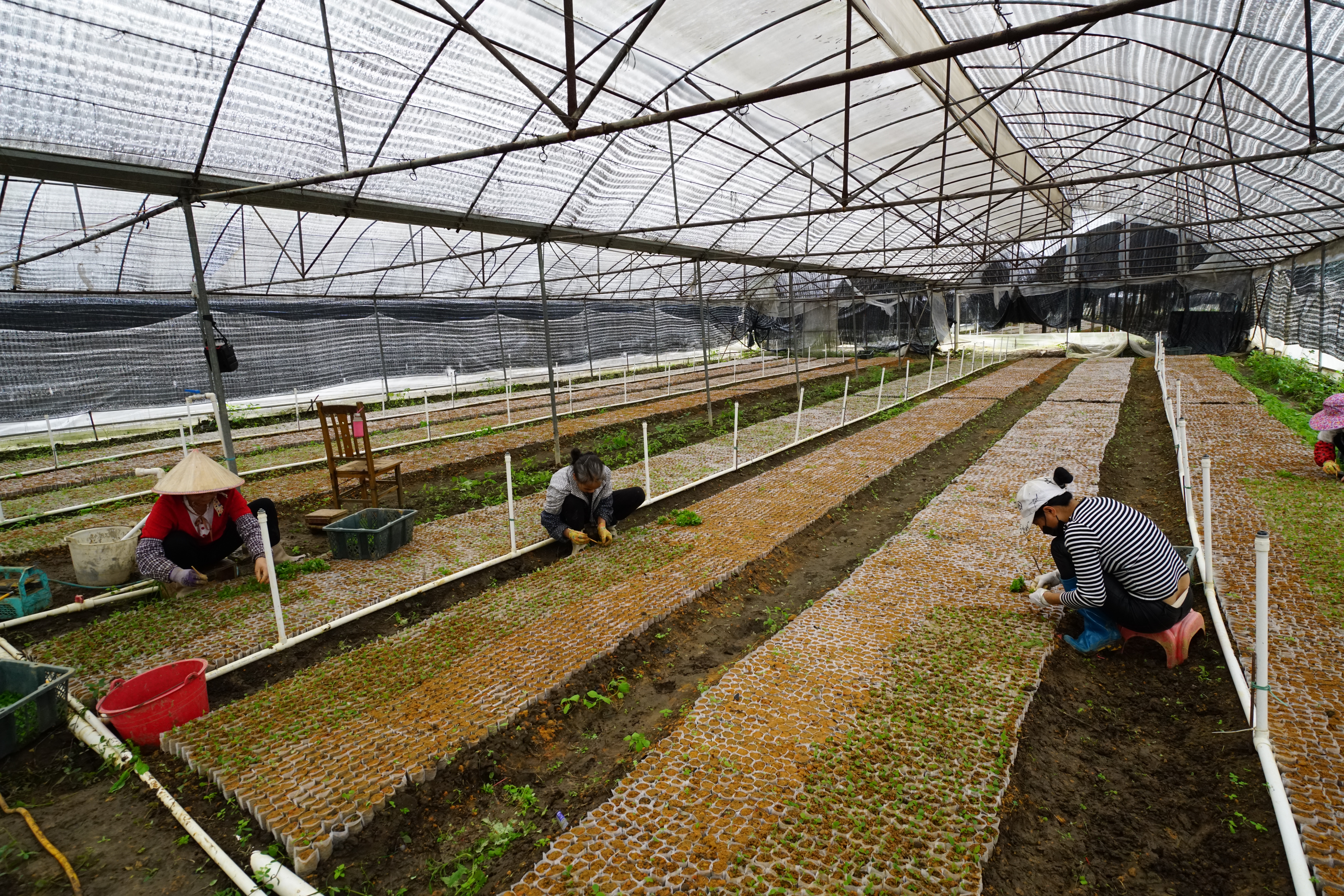 广西钦州有没有野生五指毛桃,广西种植五指毛桃致富