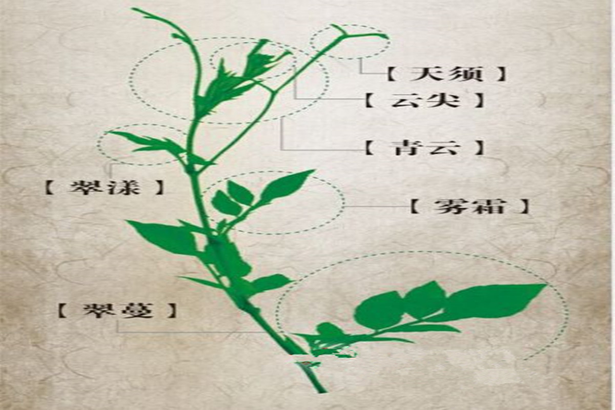 正宗的莓茶什么味道好喝,莓茶的特点与口感