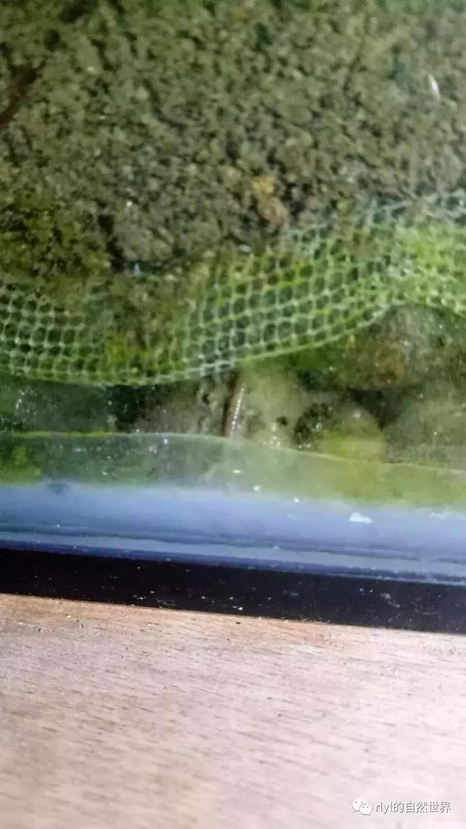 黄缘龟多大可以进环境造景,黄缘龟造景用陶粒还是火山石