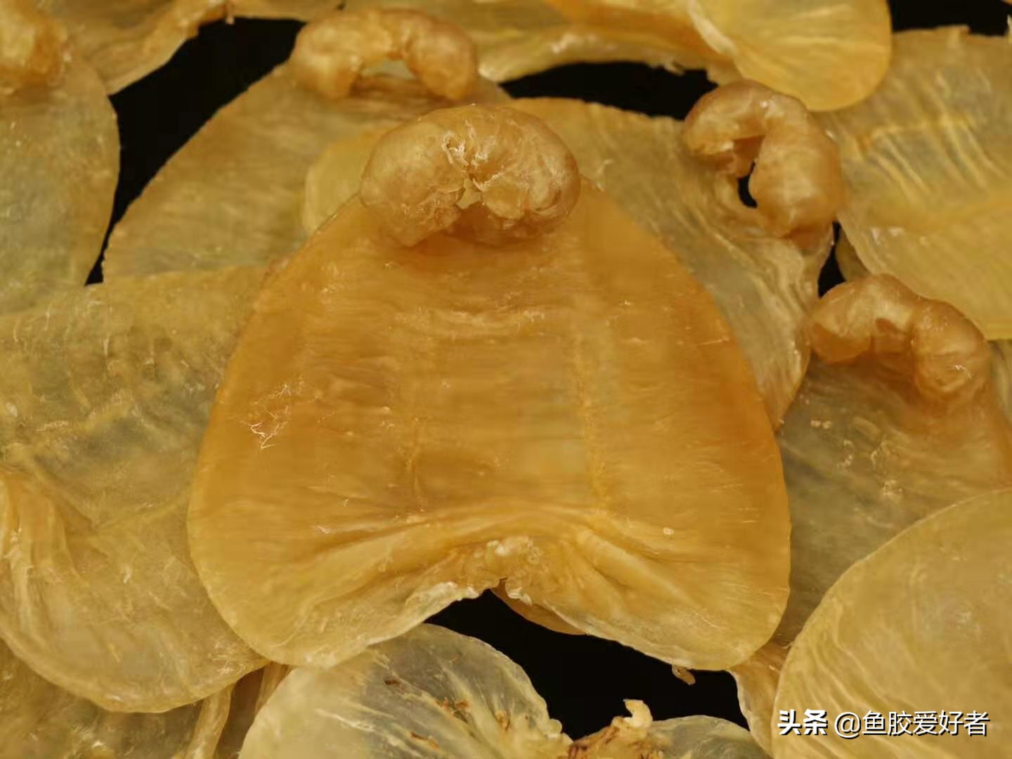 赤嘴鳘鱼胶为什么薄薄的,饶平赤嘴鳘鱼胶是鱼胶中较差的吗