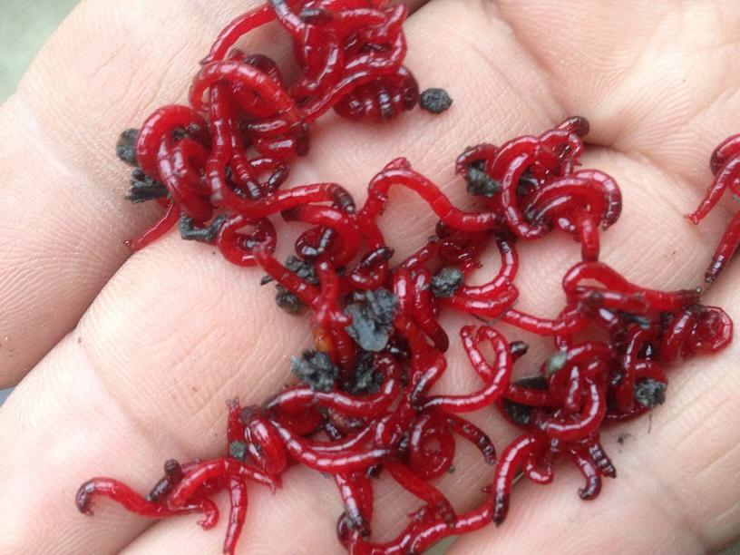 冬季红虫饵钓鱼的两种用法,冬季钓鱼虫饵的正确使用方法