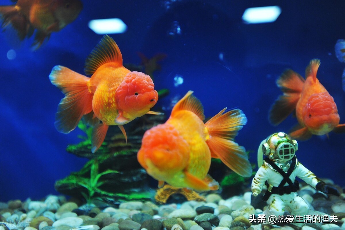金鱼要怎么养才能活久一点,金鱼要怎么养才能活得更久